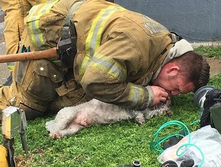 暖到泪目!消防员用人工呼吸 挽救了奄奄一息的狗
