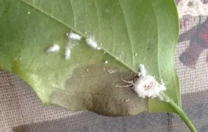 处理方法:吹绵介壳虫幼虫发育时,会分泌如白色棉絮般的蜡质物,4~7月