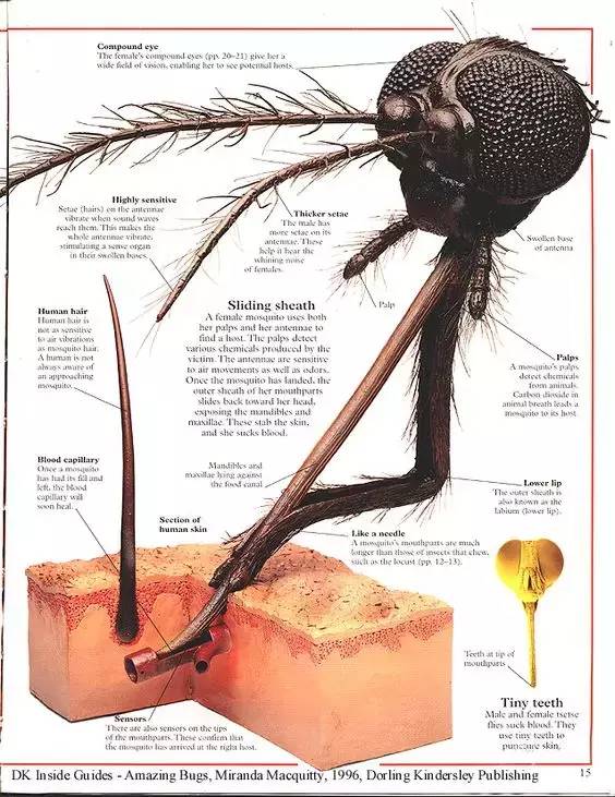 生物科普为什么蚊子的嘴不是很坚硬但是可以插进人的皮肤