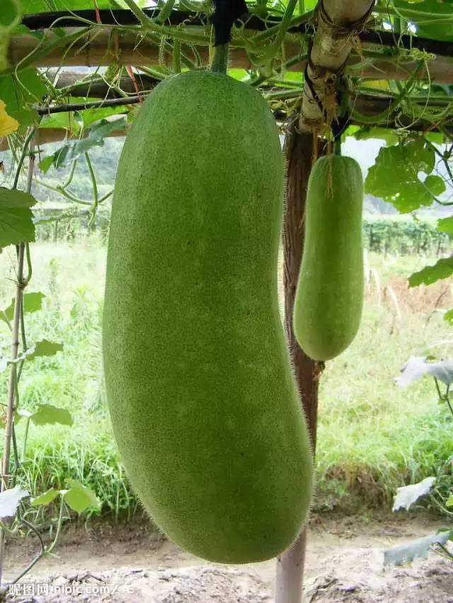 wax gourd