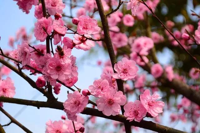 2017上海桃花节已开幕,7大赏花地 免费班车 桃花地铁…美!