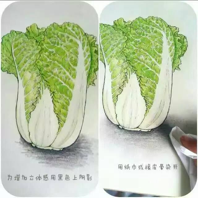 学彩铅,从这里开始~~扫描上方二维码咨询 教你画一颗热爱生活的大白菜