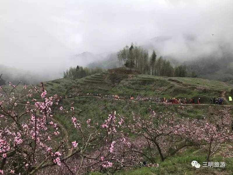 永安竹海桃花缘活动于3月26日在龙共桃园景区拉开帷幕