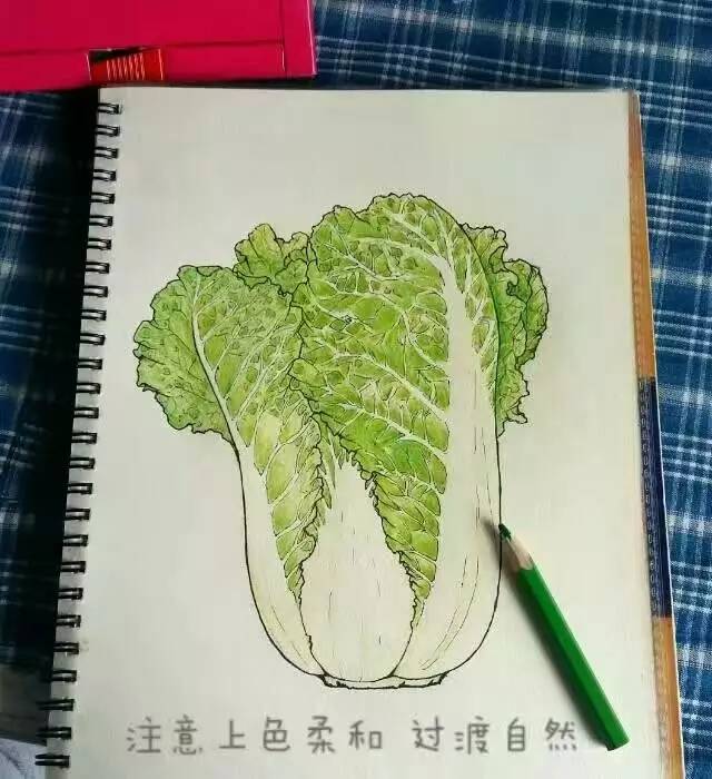 教你画一颗热爱生活的大白菜