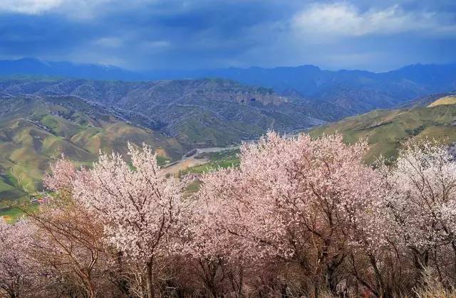 伊犁吐尔根杏花沟,大西沟福寿山双卧二日游