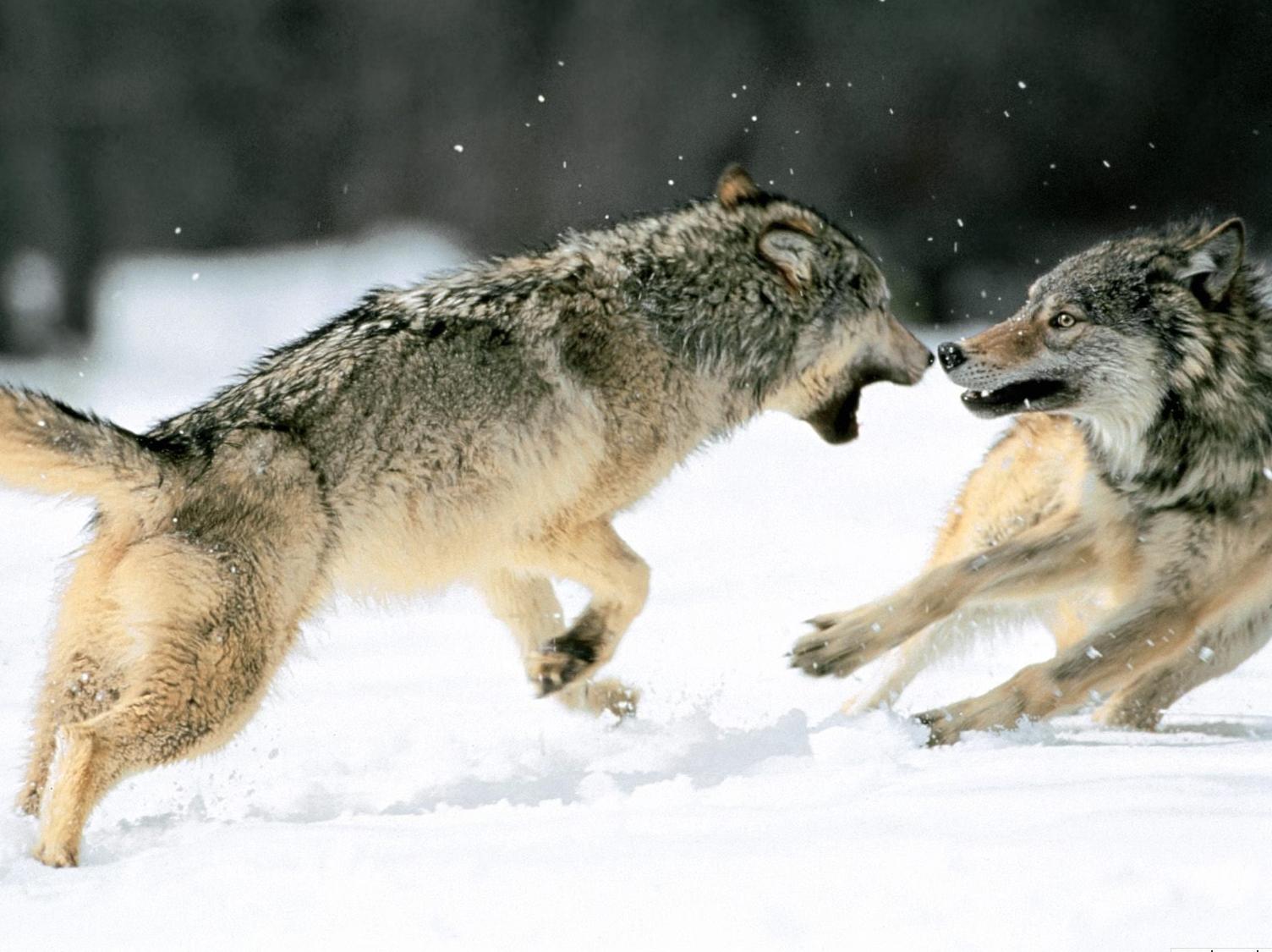 公狼和母狼是怎么交配繁殖的？看完你就知道了 - 知乎