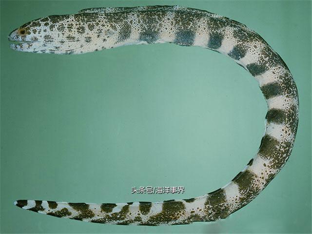 爪哇裸胸鳝 (虎鳗石鳗,猪脚鳗)