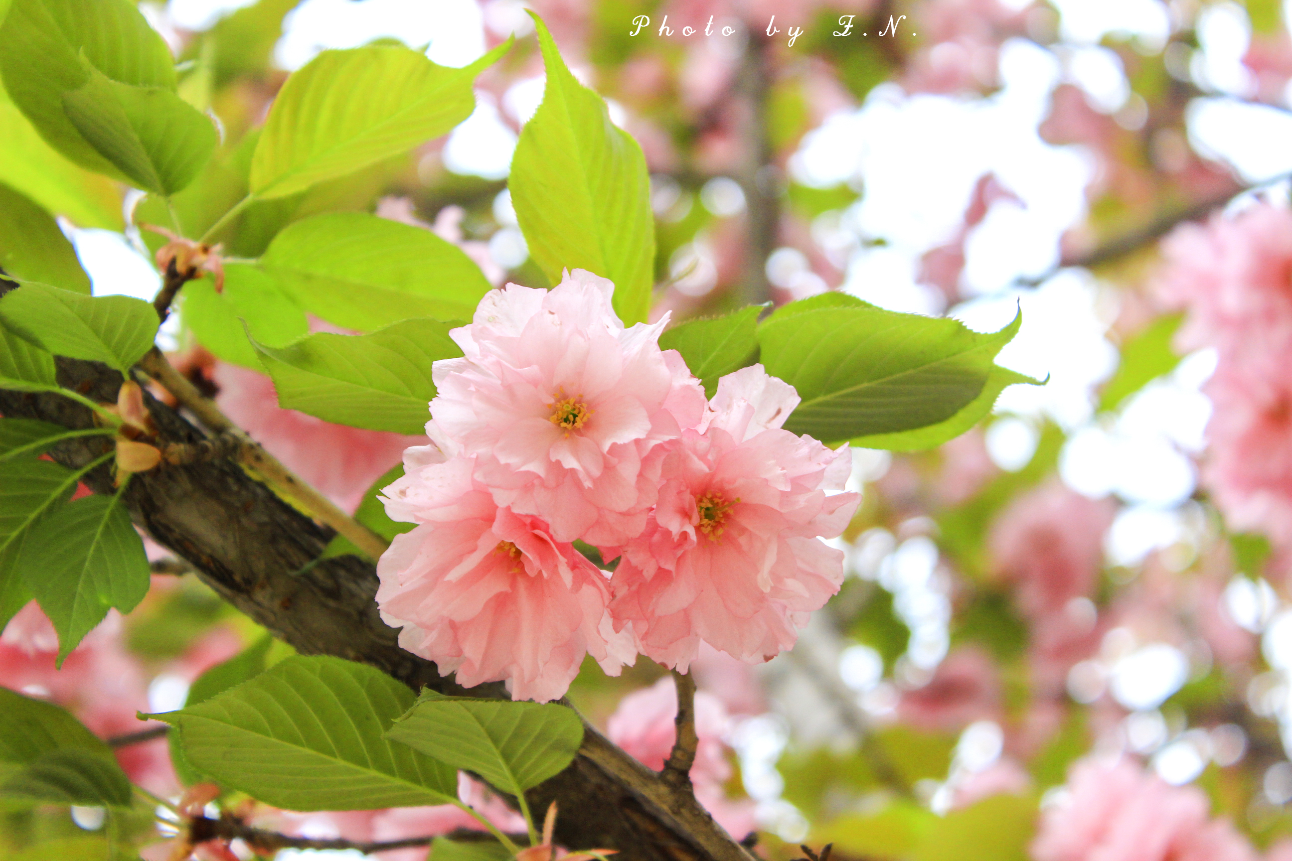 【最美春天】春风十里,不如樱花树下遇见你