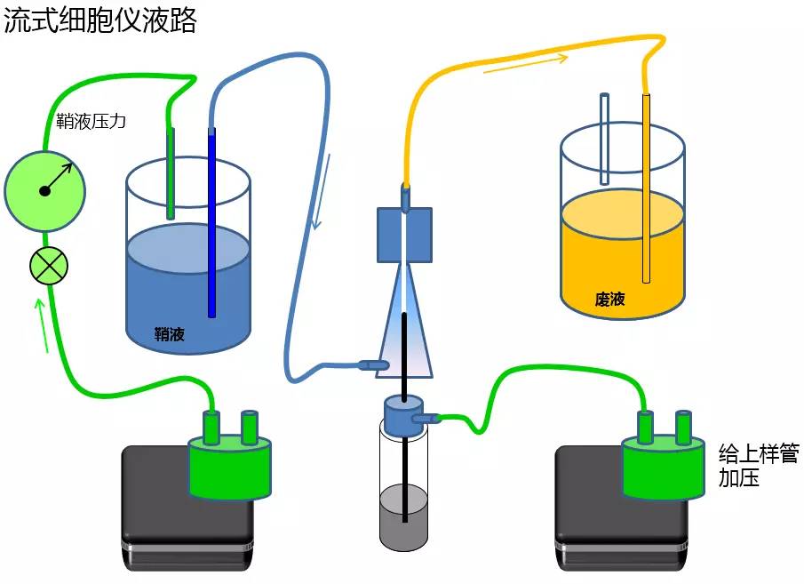 为了实现这一点,需要将样本注入到流动室内的鞘液流中.