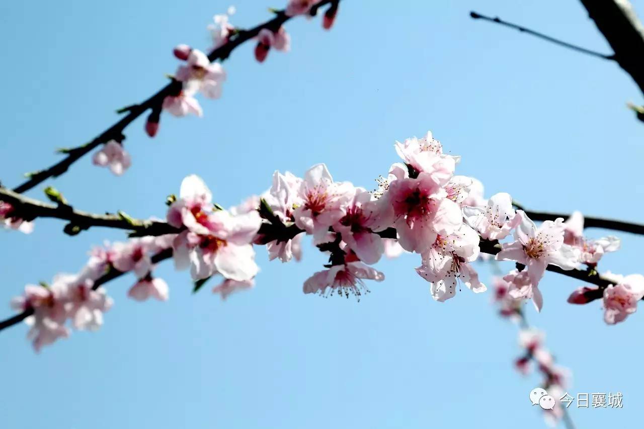 邀四海八荒,聚万亩桃林 | 襄城县首届桃花主题摄影