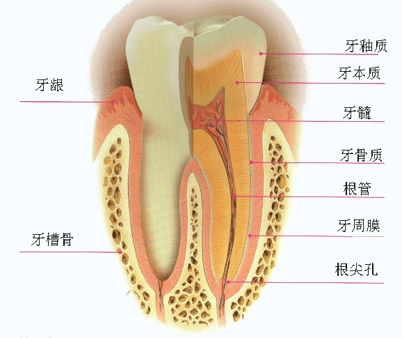 从外观上看,牙齿由牙冠,牙根及牙颈三部分组成.