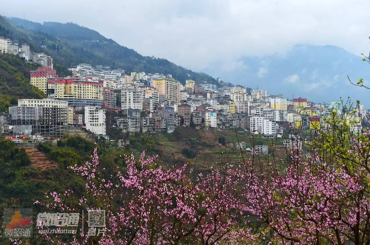 昭通大关:金海树树桃花开 十里春风入梦来(组图)