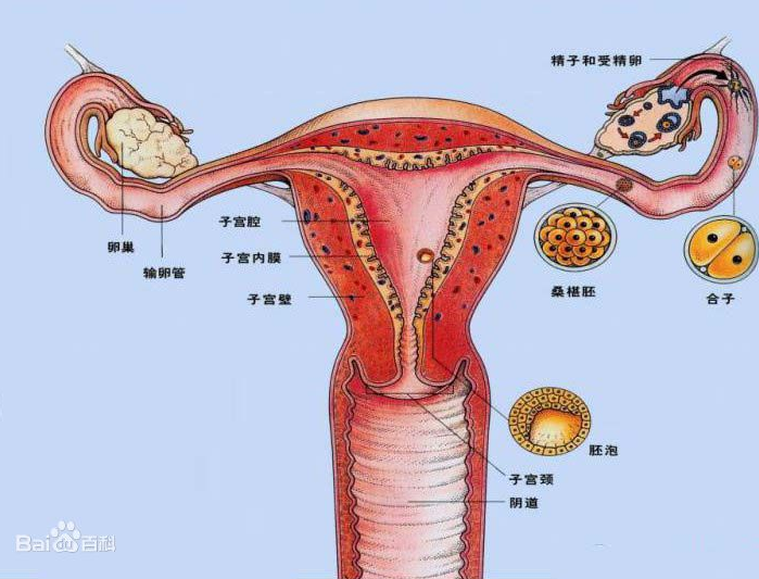 子宫后位的受孕几率会比子宫前位的要小,如果是轻度子宫后位女性 怀孕