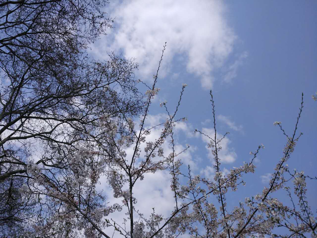 春天不用去日本看樱花,这里胜过京都大阪富士山