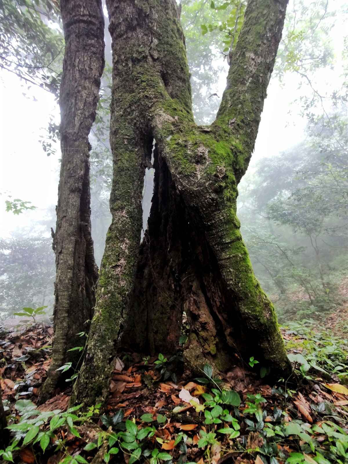 1亿年前活化石现身南岳衡山 堪称植物界大熊