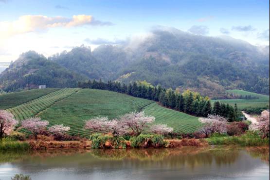 茶园婚纱基地_茶园基地图片