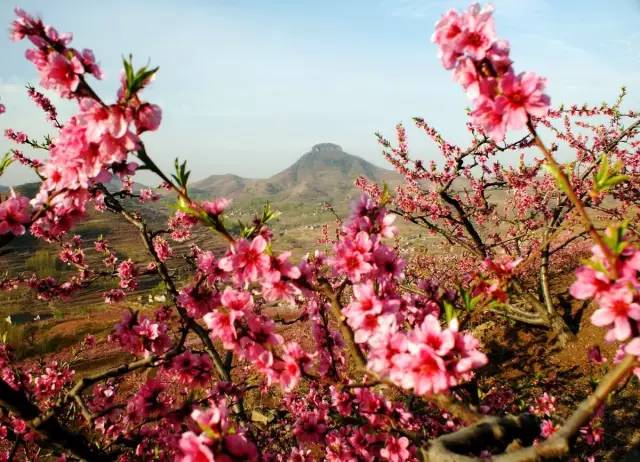 赏花地点:沂水县泉庄镇佃坪桃花山 寻花路线:临沂至沂水县后沿兖石路