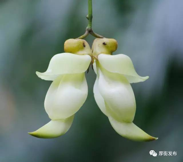 看禾雀花哪用跑到清溪,厚街这里花开灿烂,周末约起