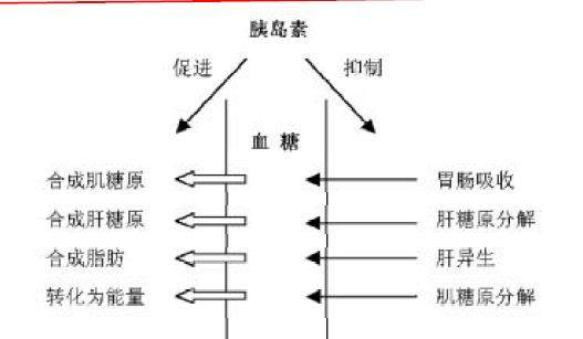 "一降"是指胰岛素,它是体内唯一可以降低血糖的激素,也是调节血糖最