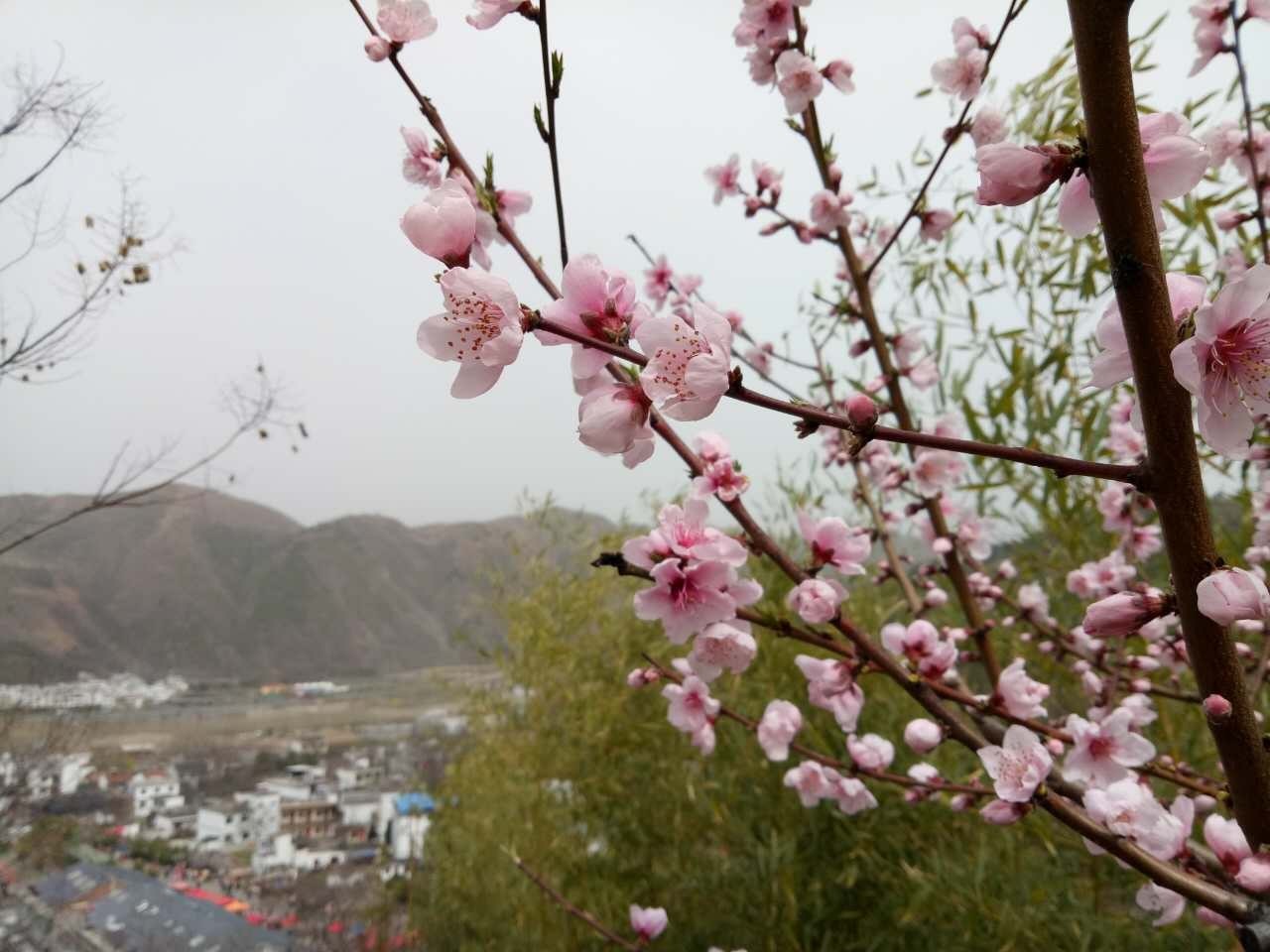 小编带你走进丹凤桃花谷,美不美看这里.