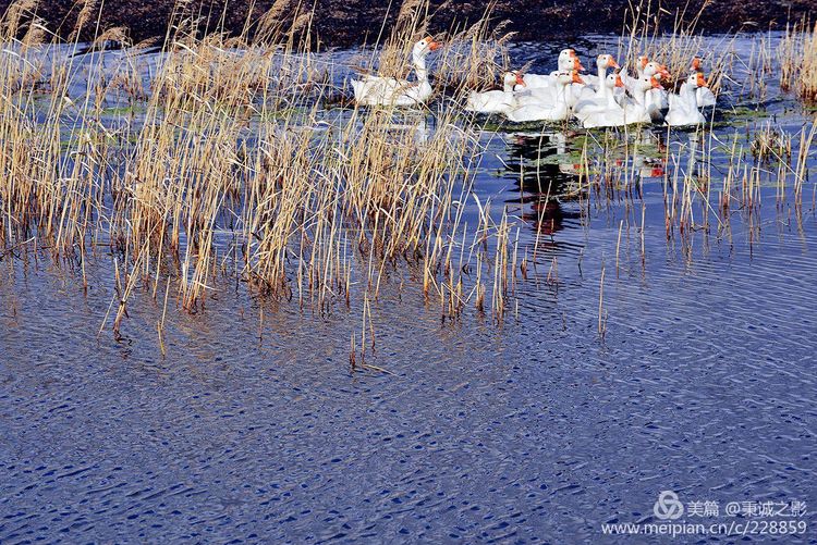 靖边县海则滩"千岛湖"湿地胜景图片
