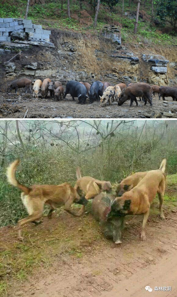 每次在树林中放一定数量的猎物(鸡,兔子,野猪),让猎狗自由狩猎,狩猎所