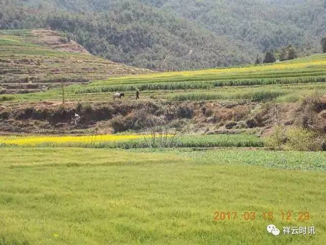 这个小山村,就是祥云米甸镇的大松坪.