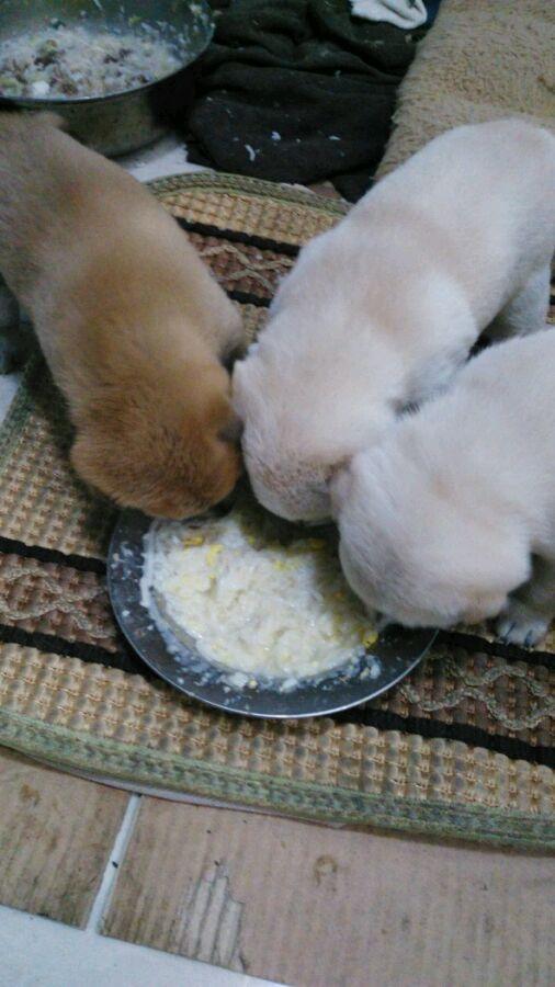 现在小狗可以自己喝点小米粥了