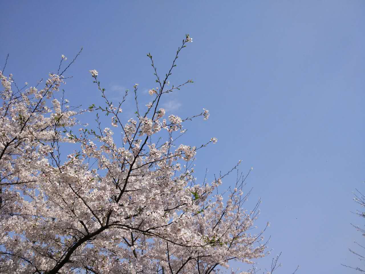 春天不用去日本看樱花,这里胜过京都大阪富士山