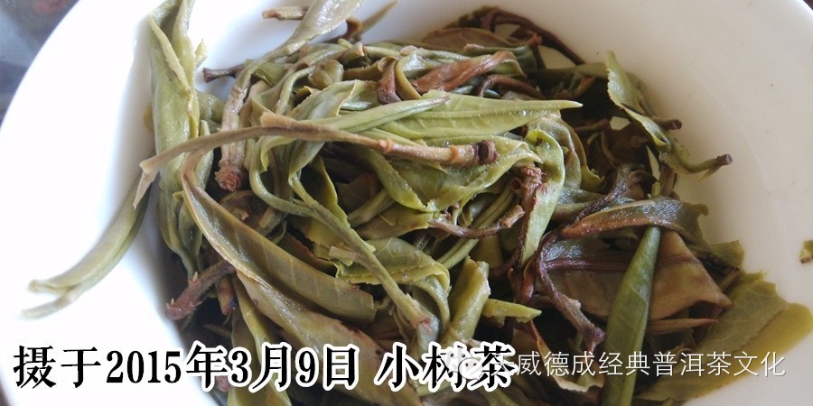 实际上马蹄口是茶农采摘茶叶时使用了不正确的手法导致.