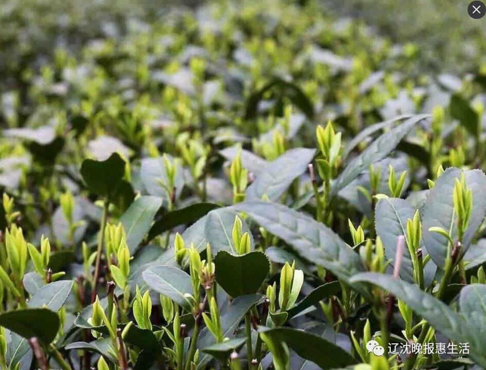 卢正浩和西湖牌哪个好