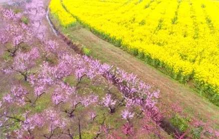 长丰陶楼乡是一处新崛起的桃花源,千亩桃园和金色的油菜花田相映成趣