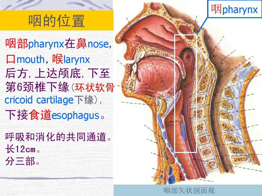 颈椎不好先治咽炎!上海老教授惊人发现,不得不说