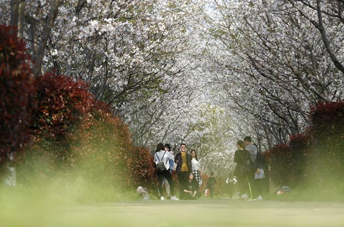 3月27日实拍凤凰沟樱花3月27日实拍凤凰沟樱花除樱花外,景区的芝樱