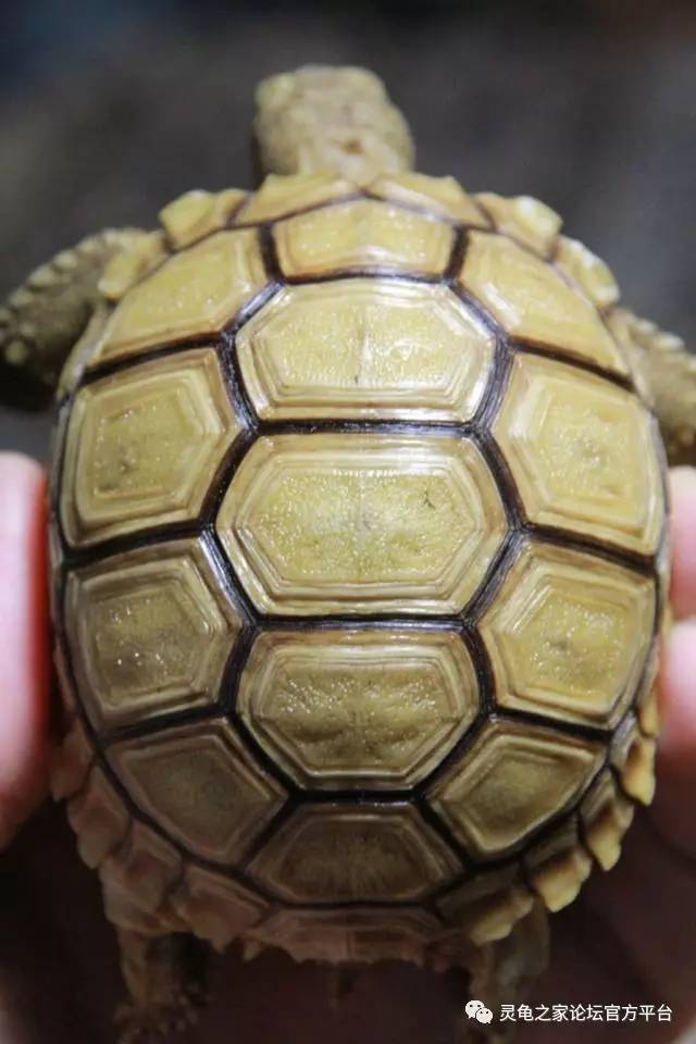 关于乌龟的生长纹