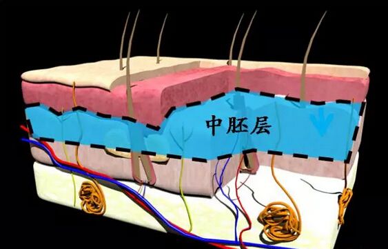 热拉提的原理_抗衰紧肤美容仪器好用吗 绿美涵 惠州抗衰紧肤美容仪器(3)