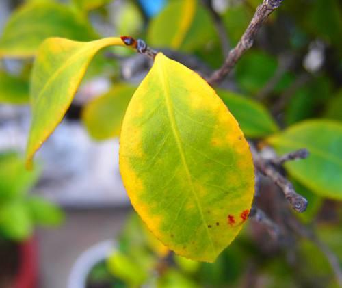 植物黄叶原因,想要四季常绿枝繁叶茂其实很简单!