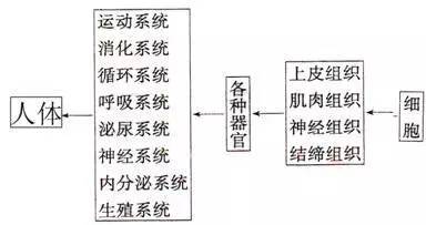 人体八大系统发病顺序解析!