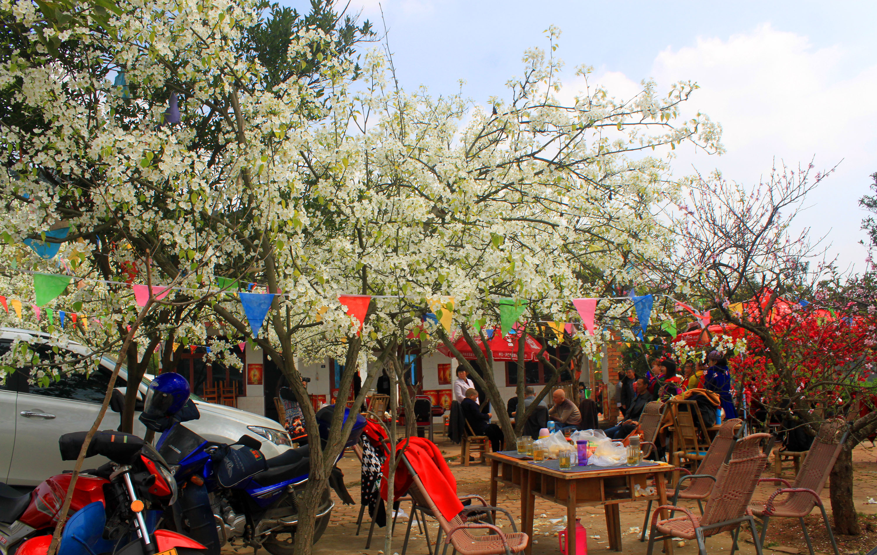 三月花季,农家乐里正休闲.梨花溪远景.梨花下的休闲客.梨花正艳时.