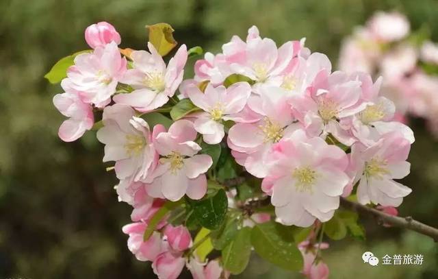 春日出游赏花宝典~有了它,不负春日,不负百花