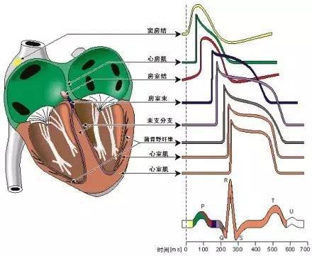 6.心电图胸导联位置