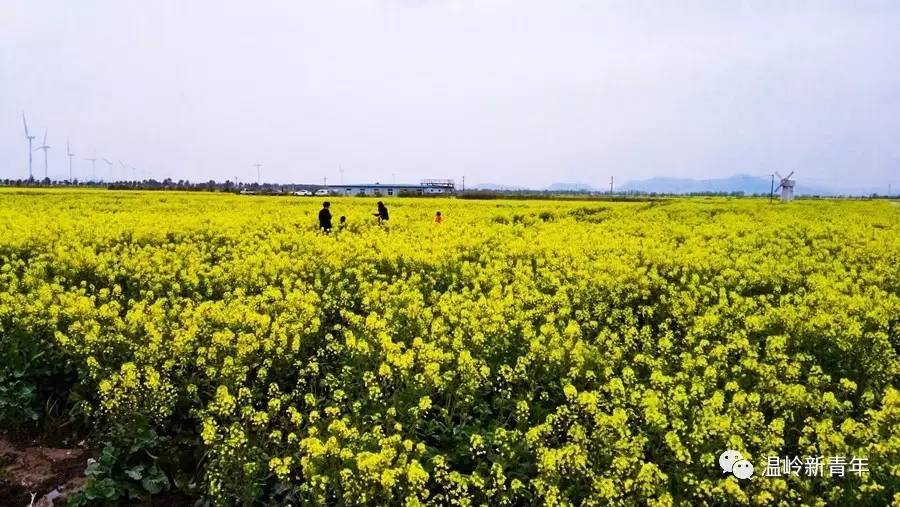 青新闻温岭的东海塘美呆了风车油菜花机车