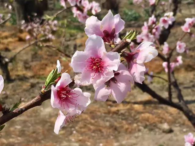 【魅力家乡】夏集镇首届乡村桃花节即将开启,谁将与你看遍这十里桃林?