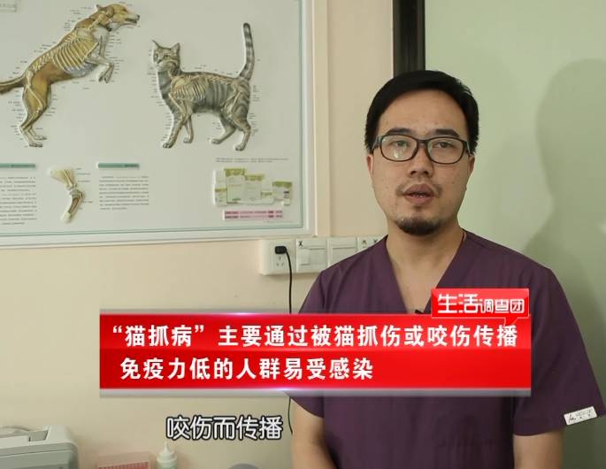 养猫的朋友都知道,被猫抓一下很平常,但是"猫抓病"到底是什么呢?