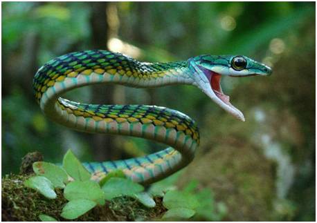 自然科学大讲堂 | 成语中的动物-蛇