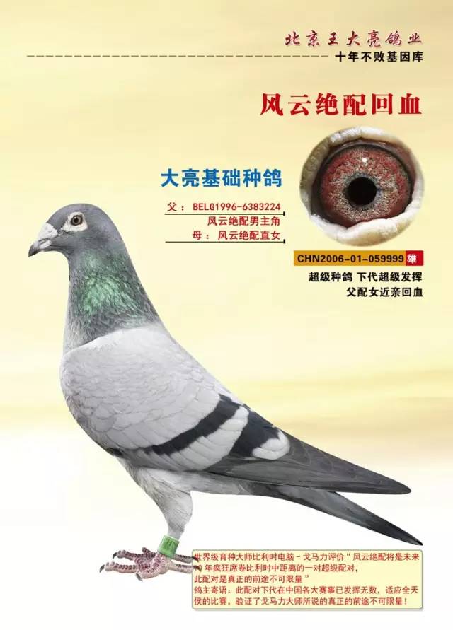 北京赛鸽强豪王大亮17年幼鸽出售预定,1千一羽,血统瓦特,米卫,超级73