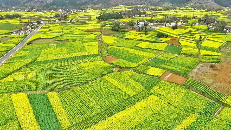 天空之城 鸟瞰中国最美油菜花海 汉中洋县