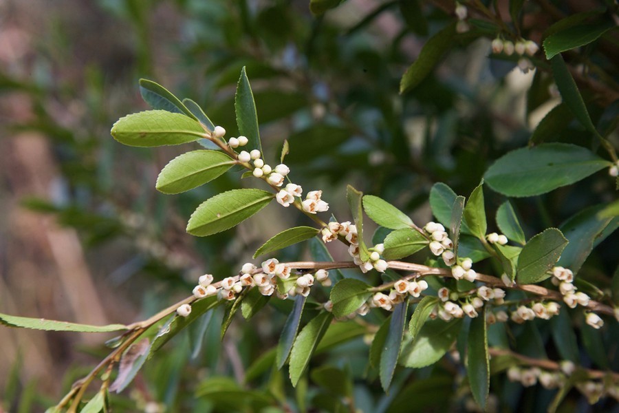 柃木,山茶科