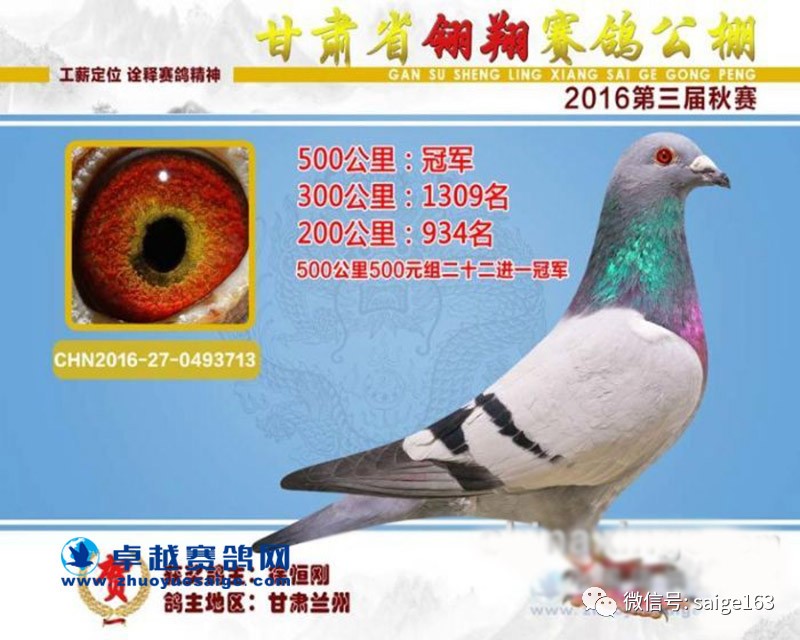【赛鸽丨欣赏】甘肃省2016年11羽最霸气的冠军鸽