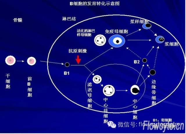 〖绝代双焦004〗淋巴结生发中心两类b细胞如何区分?流